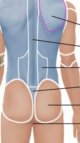 <p>Posterior Axial Region: Dorsal</p>