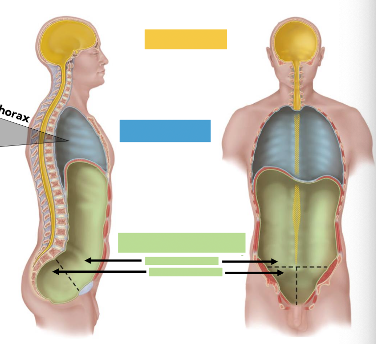 <p>name the 3 cavities &amp; their sub-cavities</p>