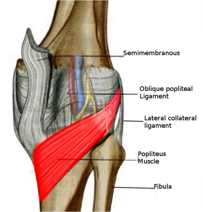 <p><strong>origin:</strong> lateral femoral condyle and lateral meniscus</p><p><strong>insertion:</strong> posterior surface of tibia</p><p><strong>innervation:</strong> tibial nerve (L4-S1)</p><p><strong>action:</strong> -flex knee </p><p>-laterally rotating femur on fixed tibia</p><p>-medially rotating tibia of unplanted limb</p>