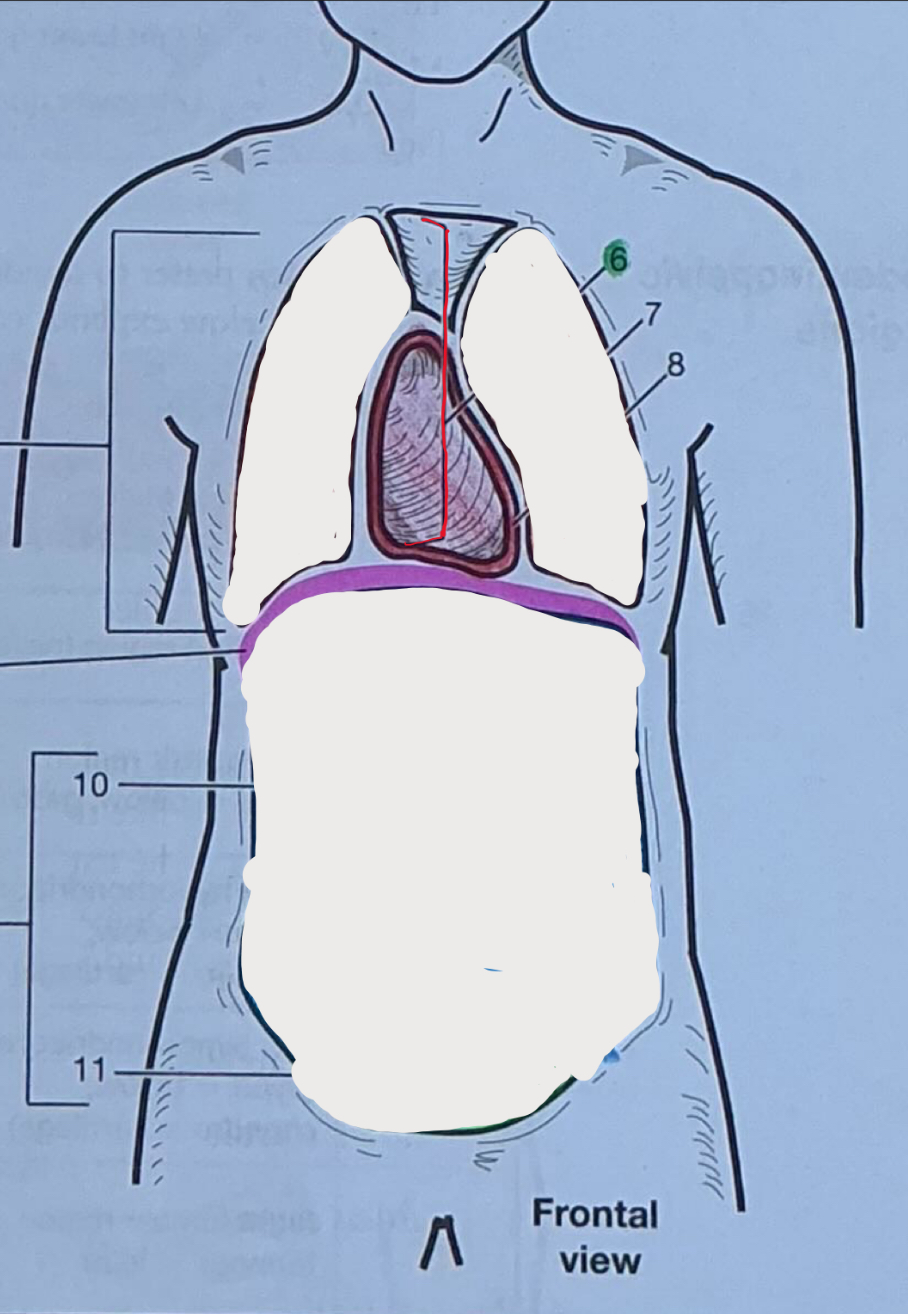 <p>Median compartment w/in thoracic cavity; contains heart (only visible from frontal view)</p>