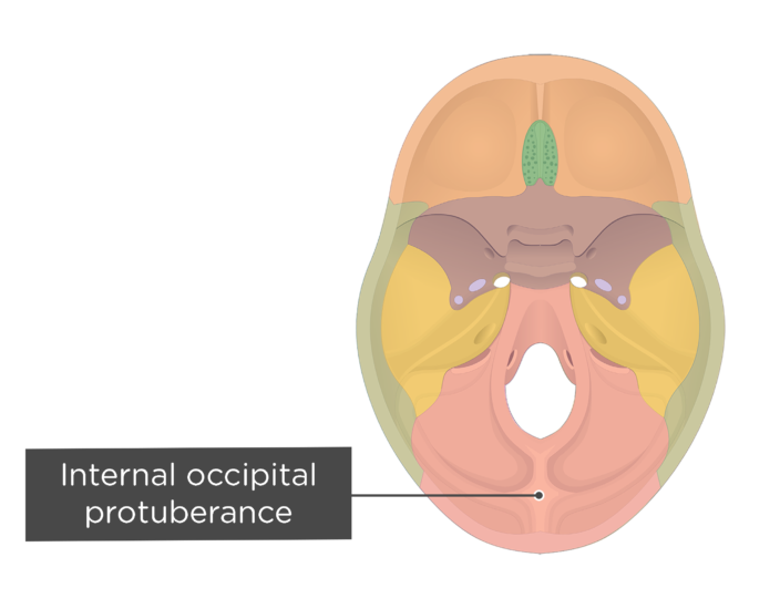 in occipital bone 