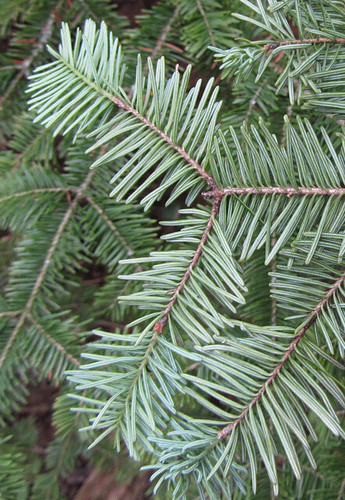 <p>(Abies balsamea)</p>