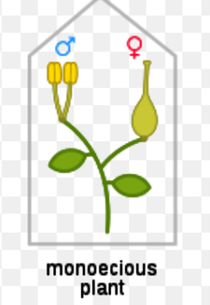 <p>"one home": male and female cones are on the same plant</p>