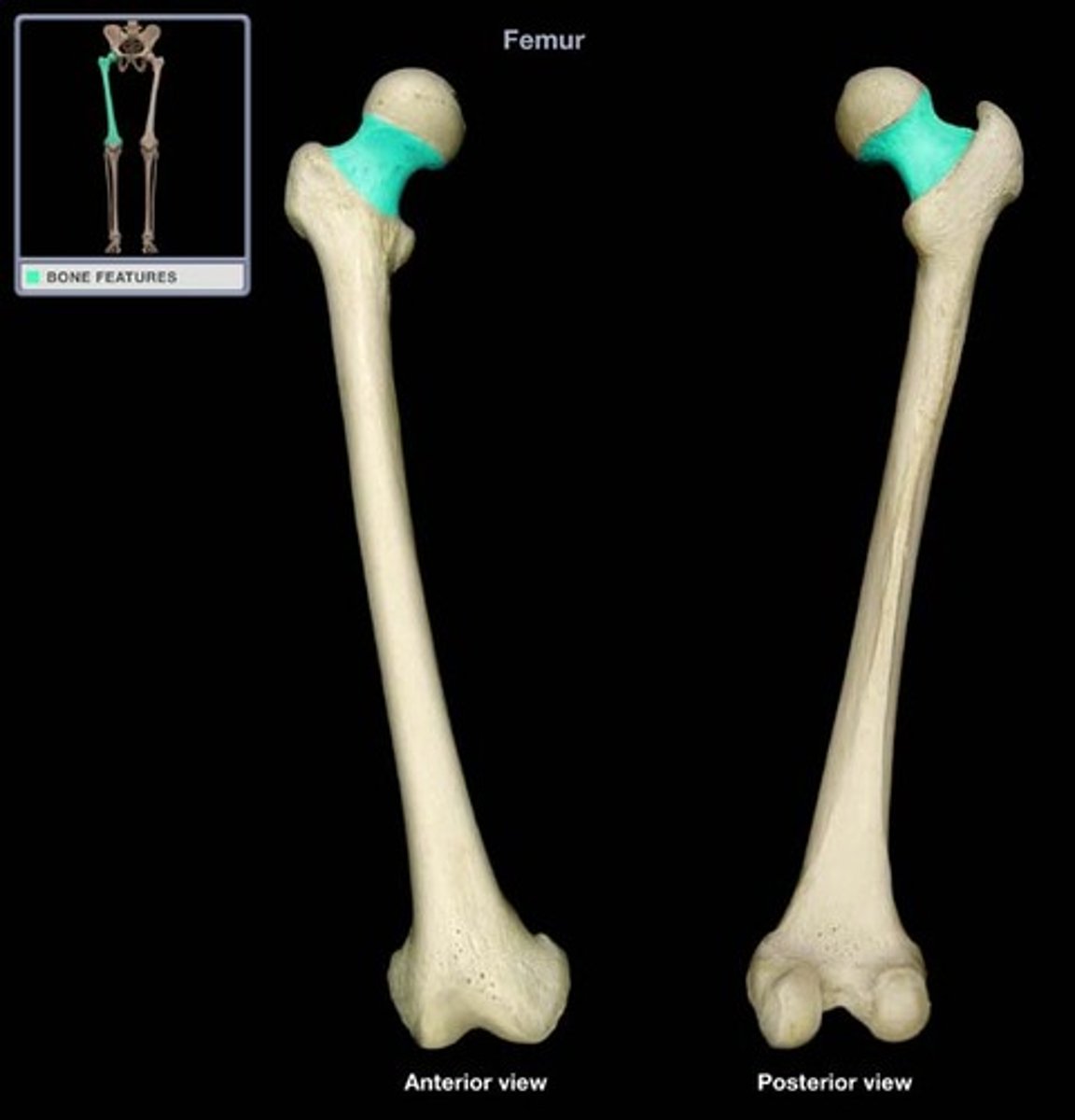 <p>narrowed region located inferior to the head of the femur</p>