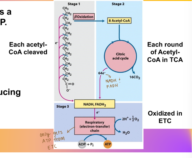 <p>Core Concept: fatty acid oxidation yields a very high amount of ATP by what equivalents? </p>