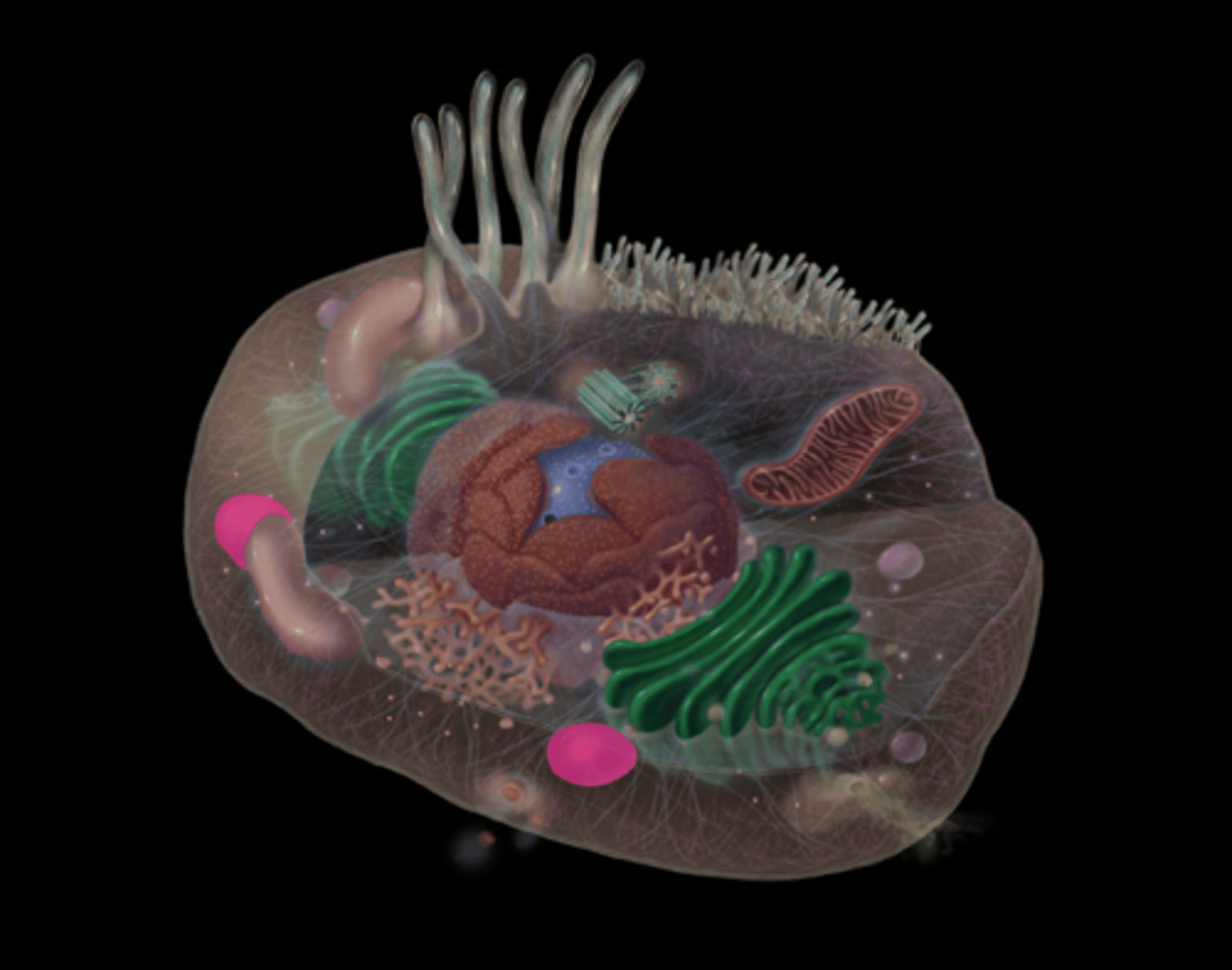 <p>highlighted in pink</p>