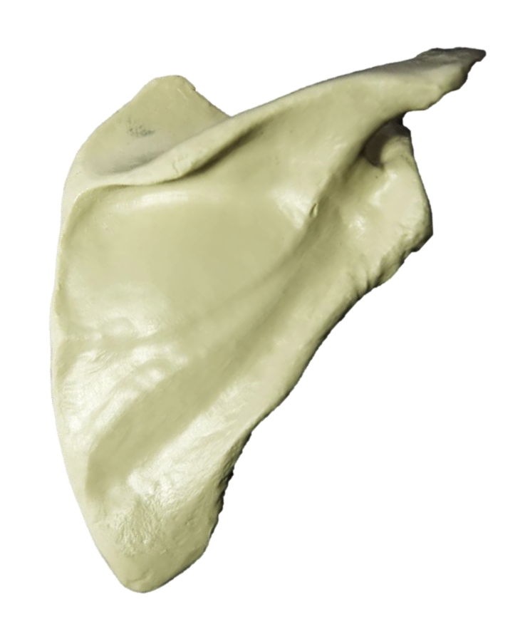 <p>What Bone Is This?</p>