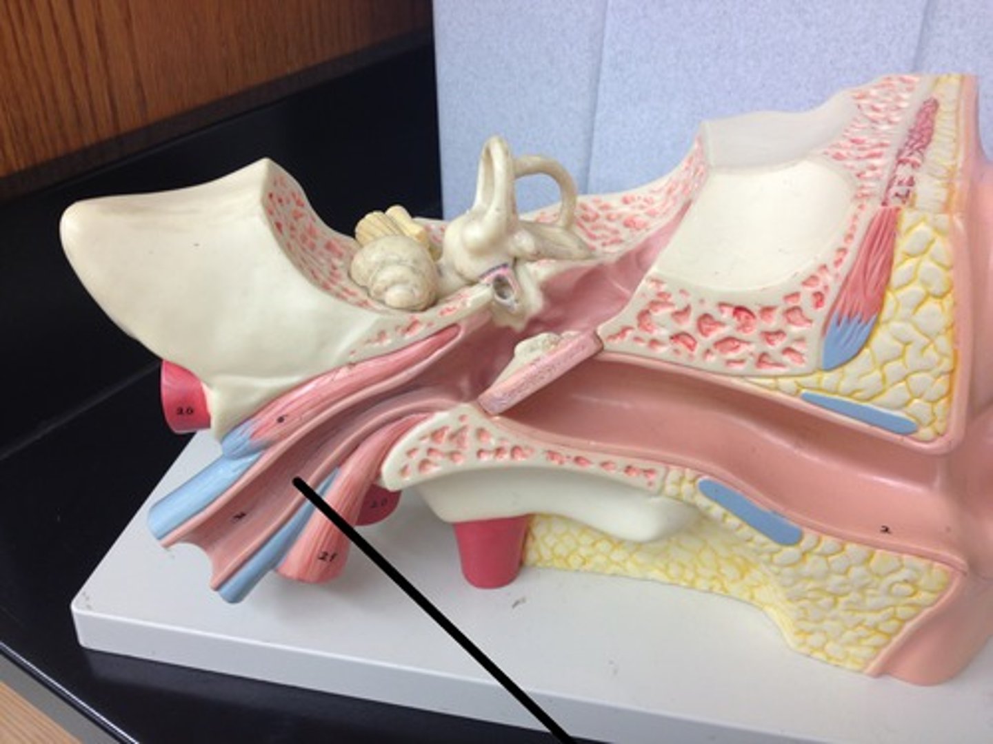 <p>connects the middle ear with the nasopharynx, equalizes air pressure</p>