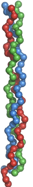 <ul><li><p><strong>3 interwound helices</strong> twisted right-handed</p><ul><li><p><strong>H-bonds </strong>stabilize between amide hydrogens and carbonyl oxygens</p></li></ul></li><li><p><strong>Glycine</strong> is in the <strong>central</strong> position</p></li></ul><p></p>