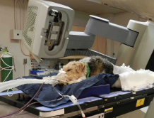 <p>Radiation </p>