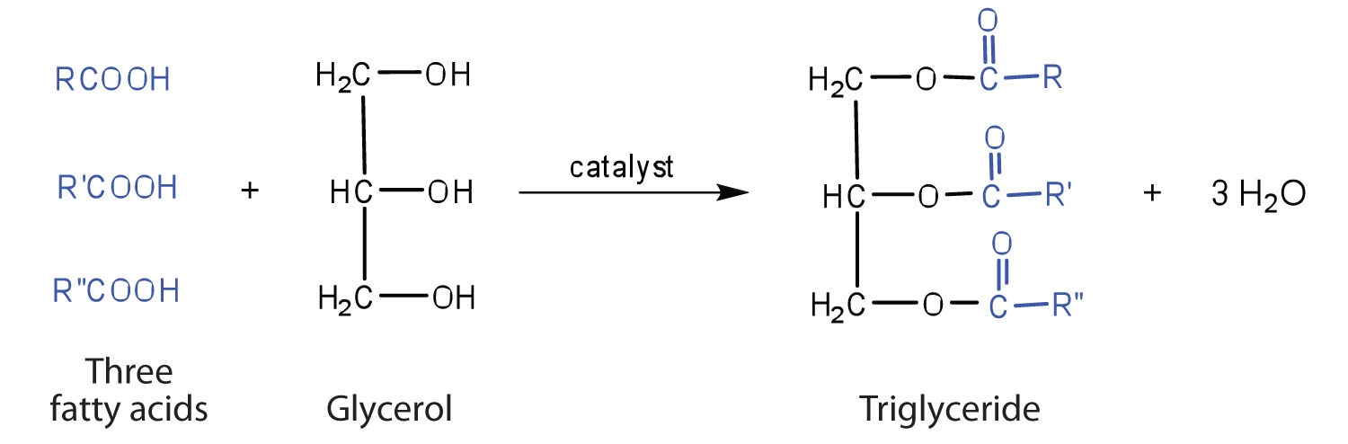 <p>Through the esterification reaction between glycerol and fatty acids.</p>