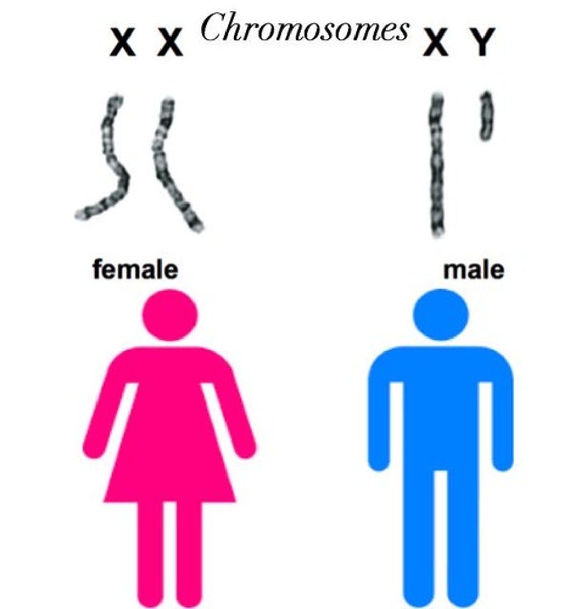 <p>The 23rd pair of chromosomes in humans, which includes two versions: X and Y.</p>