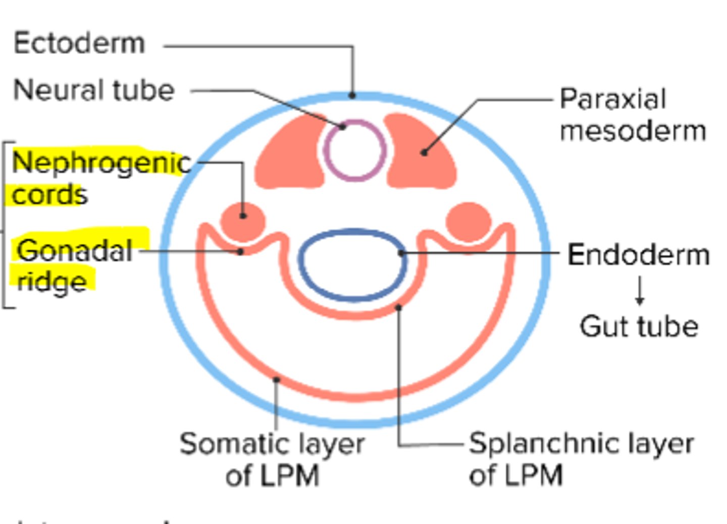 <p>nephrogenic cords</p><p>gonadal ridge</p>