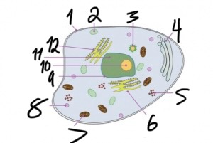 <p>what structure is number 2?</p>