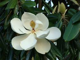 <p><span>Magnolia grandiflora cv. / Southern Magnolia</span></p>