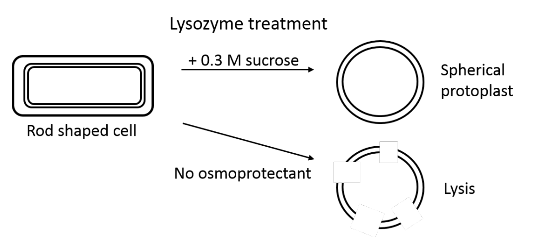 <ol><li><p>Purified peptidogclycan reatins shape of cells</p></li><li><p>Treatment of bacteria with lysozyme</p><ul><li><p>cleaves peptidoglycan off</p></li><li><p>when put in low hypotonic solution:</p><ul><li><p>lysis</p></li></ul></li></ul></li></ol><p></p>