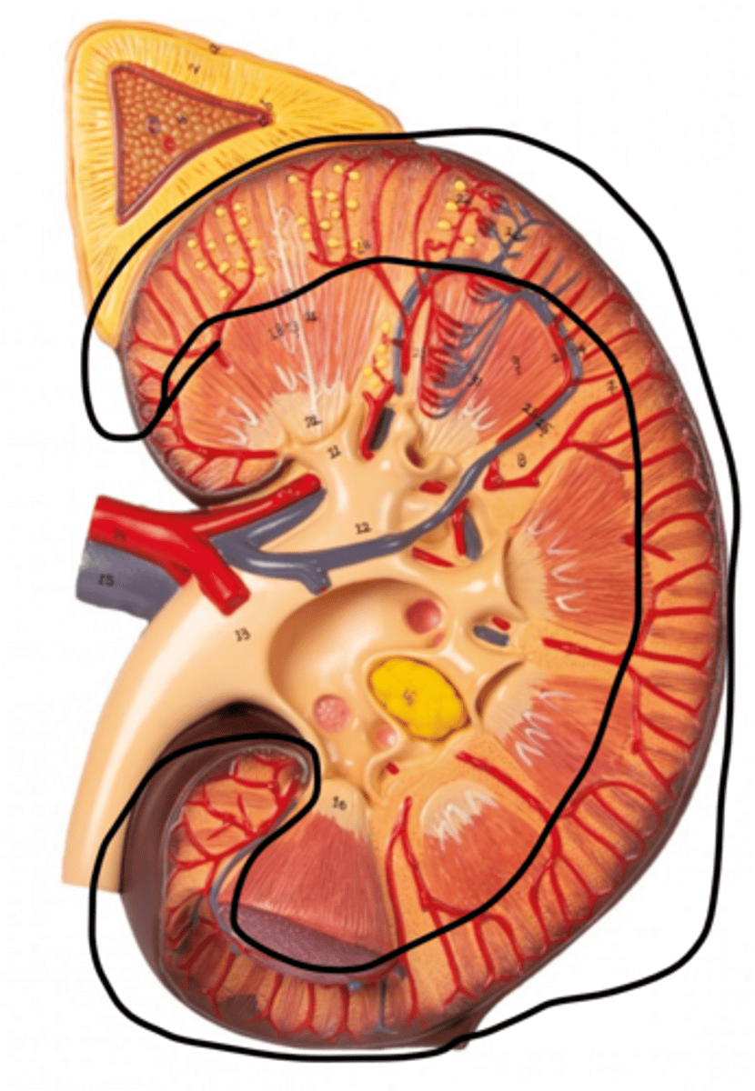 <p>Name this region</p>