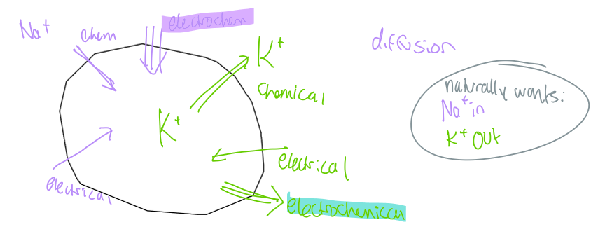 <p>Na+ is higher concentration outside of cell » Na+ wants to flow in</p><p>K+ is higher concentration inside of cell » K+ wants to flow out</p><p><em>maintained by an electrochemical gradient of both ions</em></p>