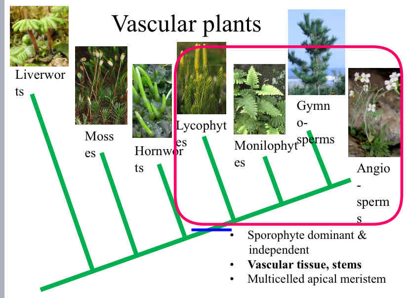 <p>Vascular Plants</p>