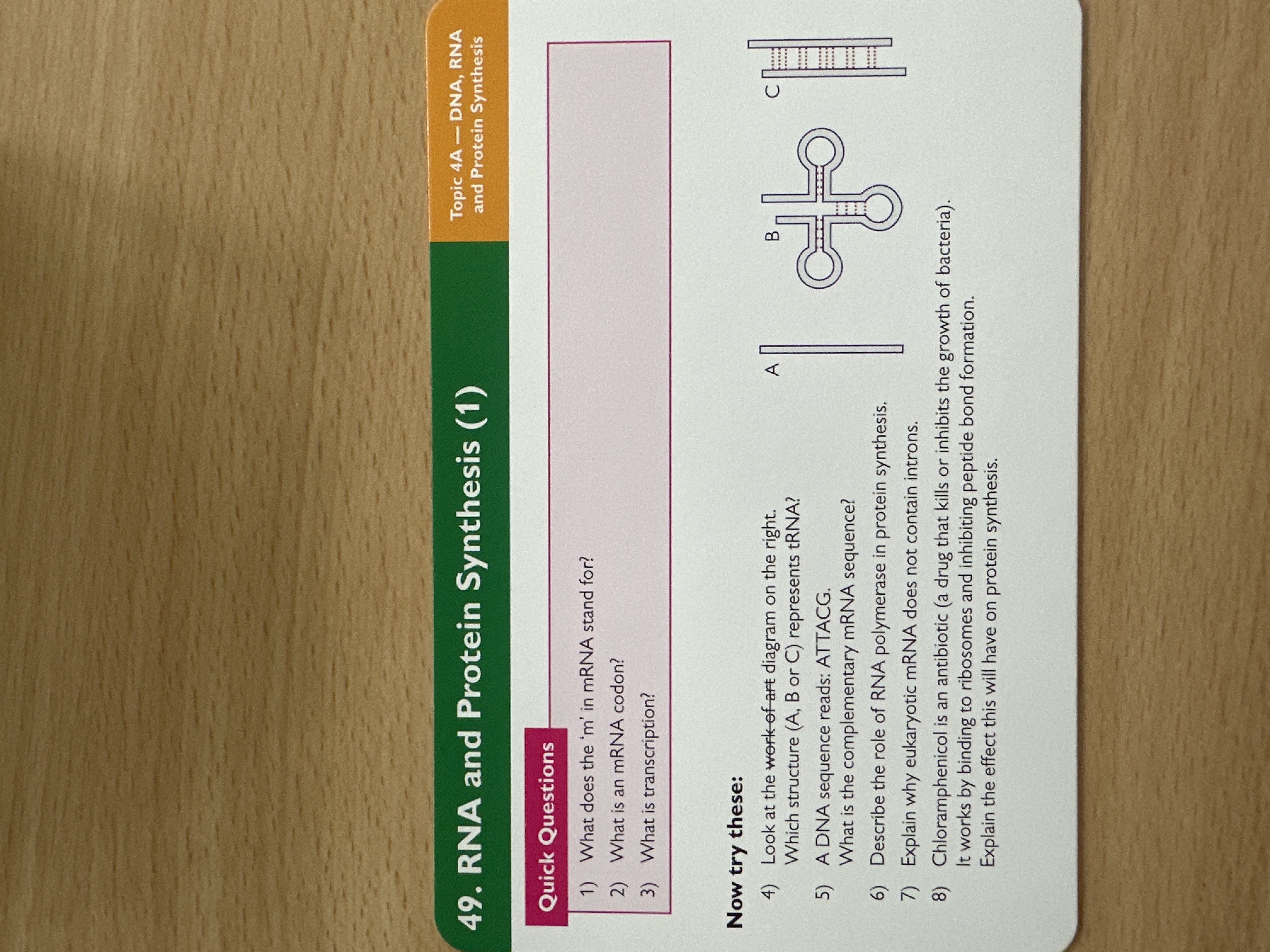 RNA and protein synthesis 