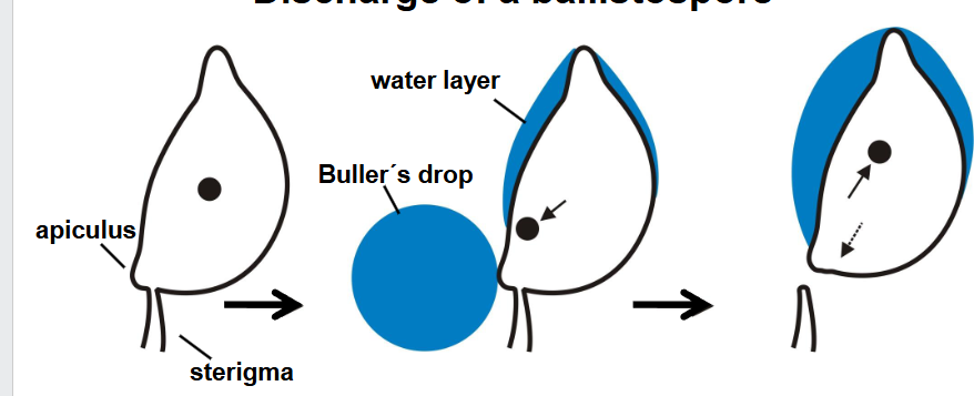 <p>water droplet- changes spore centre of gravity allowing it to shoot off, leave sterigma behind</p>