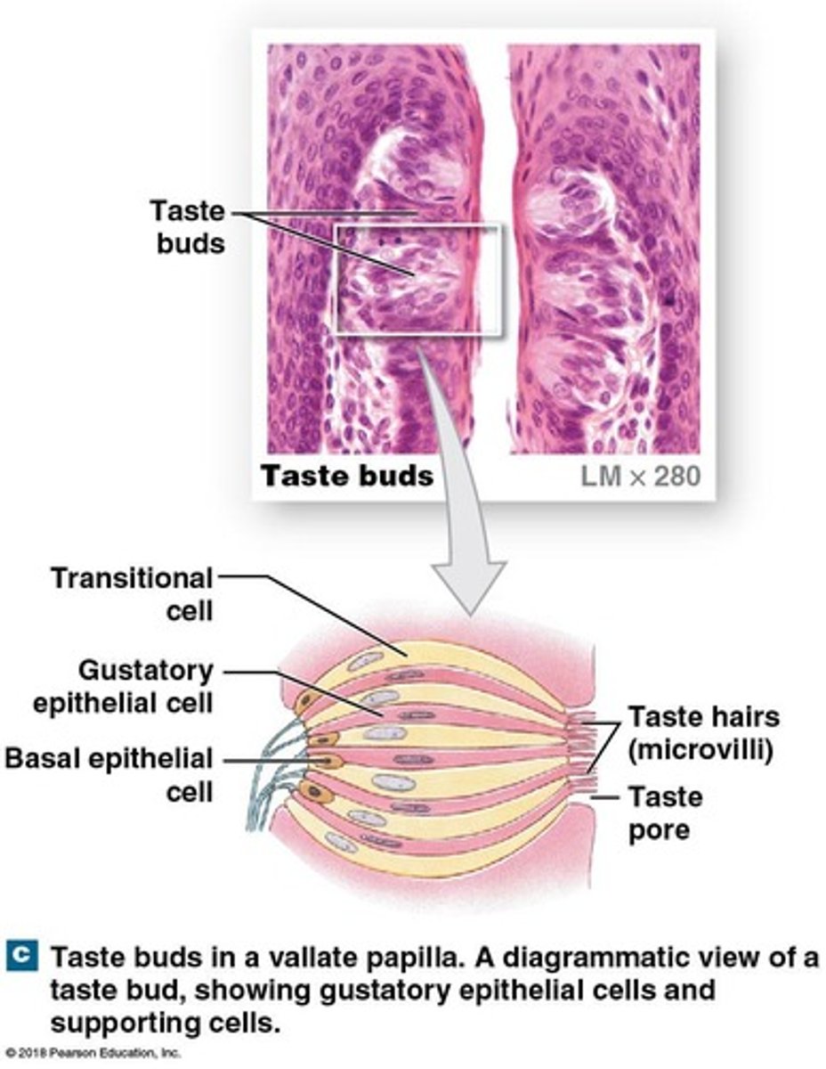 <p>Taste receptor cells.</p>