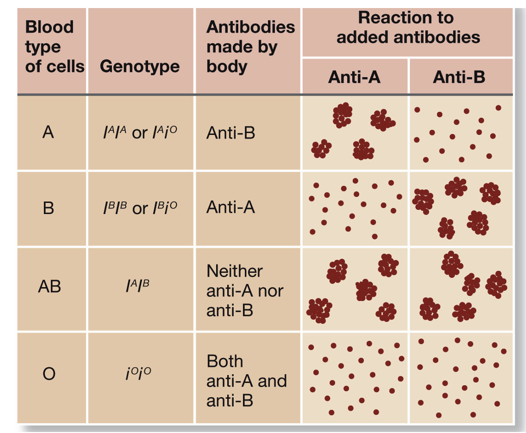 <p>3 alleles at 1 locus</p>