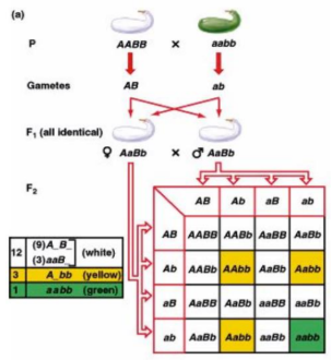 <p>dominant allele at one loci masks an allele at second loci regardless of second loci allele</p><ul><li><p>ratio 12:3:1</p></li></ul><p></p>
