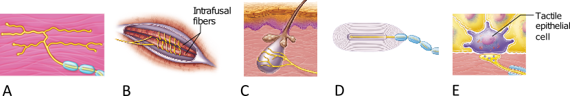 <p>Which of the receptor types shown here functions exclusively as a proprioceptor?</p>