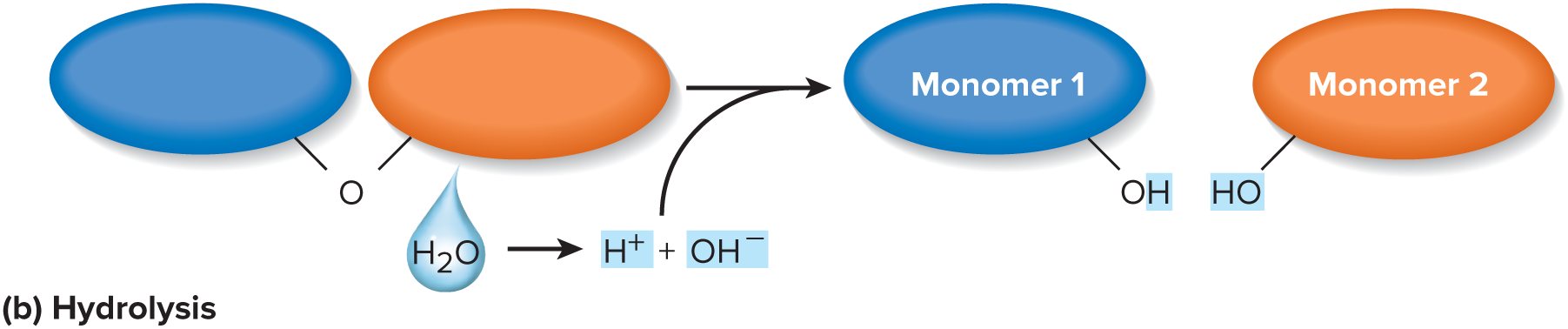 <p>A chemical reaction that breaks a covalent bond in a molecule by adding an —OH group to one side of the bond and —H to the other side, thus consuming a water molecule.</p>