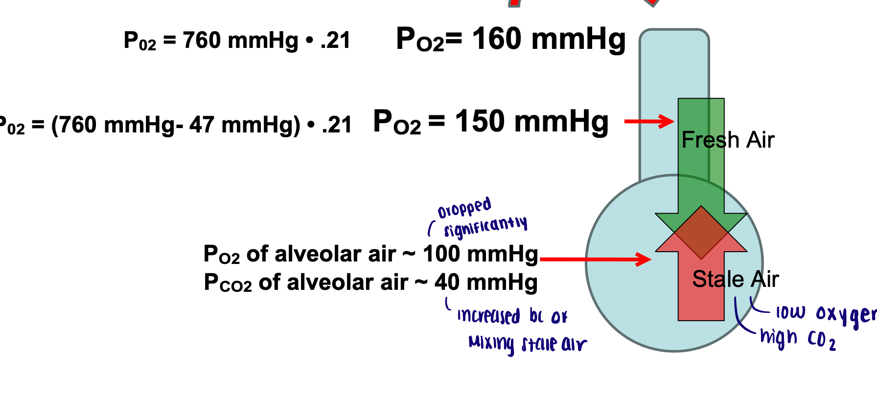 <ul><li><p>P<sub>O2</sub> of alveolar air decreases and P<sub>CO2</sub> of alveolar air increased (compared to tracheal air) due to mixing of inspired air with leftover air containing carbon dioxide </p></li><li><p>Amount of Co2 inhaled is NEGLIGIBLE</p></li></ul><p></p><p>O2 → 160-150-100 mmHg</p><p>CO2 → 40 mmHg</p><p></p>