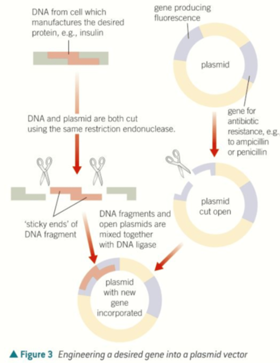 <p>1. Purify plasmid</p><p>2. Make many copies of target gene DNA (insert)</p><p>3. Use restriction enzymes* to cut insert and plasmid</p><p>4. Ligate cut insert into cut plasmid with DNA ligase*</p><p>5. Transform cells with recombinant plasmid</p><p>6. Induce expression of gene</p><p>7. Purify products</p>