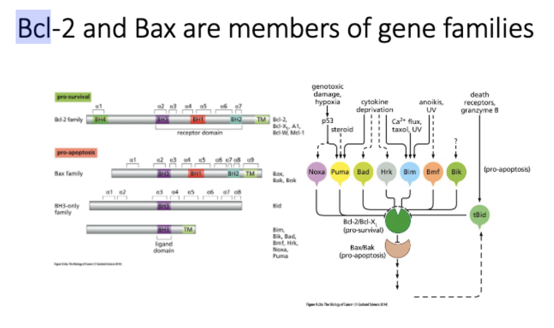 <p>Bcl-2 and Bax are members of gene families</p><p>The balance of bcl2 and bax leads to ______ decision</p>