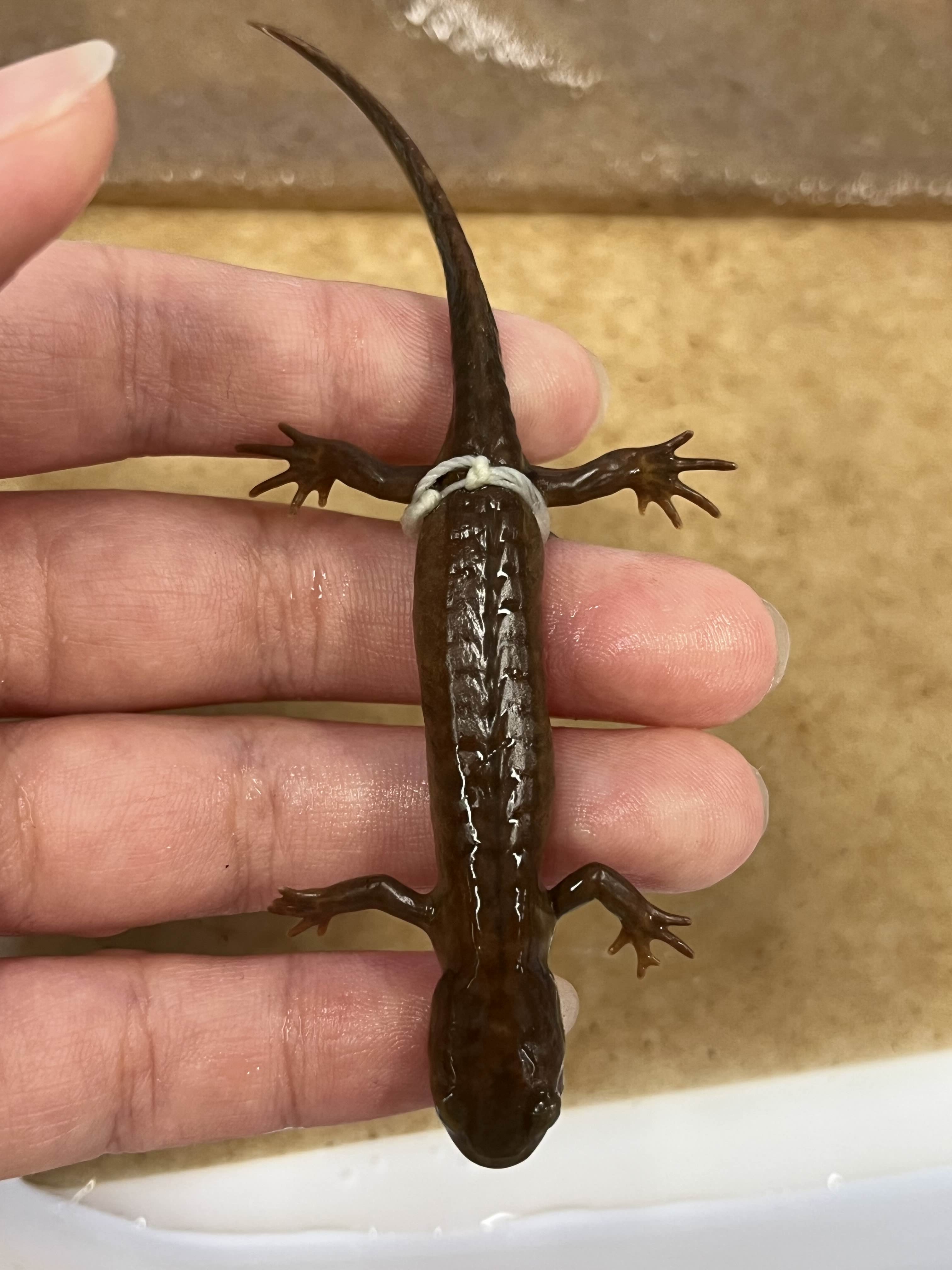 <p>Family and Genus + Species?</p><ul><li><p><strong>4th long toe on hind</strong></p></li><li><p>yellow/tan dorsal</p></li><li><p>Sierra/North cali</p></li></ul><p></p>