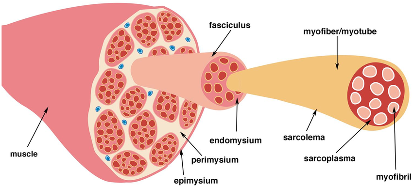 <p>What is the thin layer of connective tissue that surrounds each muscle cell?</p>