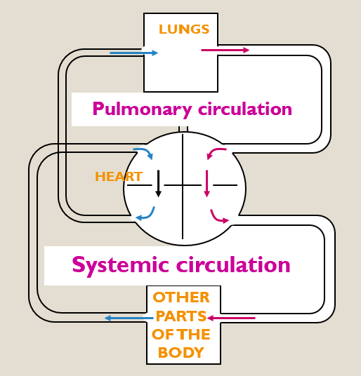 <p>All mammals including humans have double circulation:</p><ul><li><p>Systematic circulation,</p></li><li><p>Pulmonary circulation.</p></li></ul><p></p>