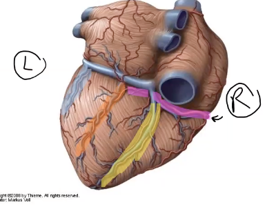 <p>what vein/artery is highlighted in light blue?</p>