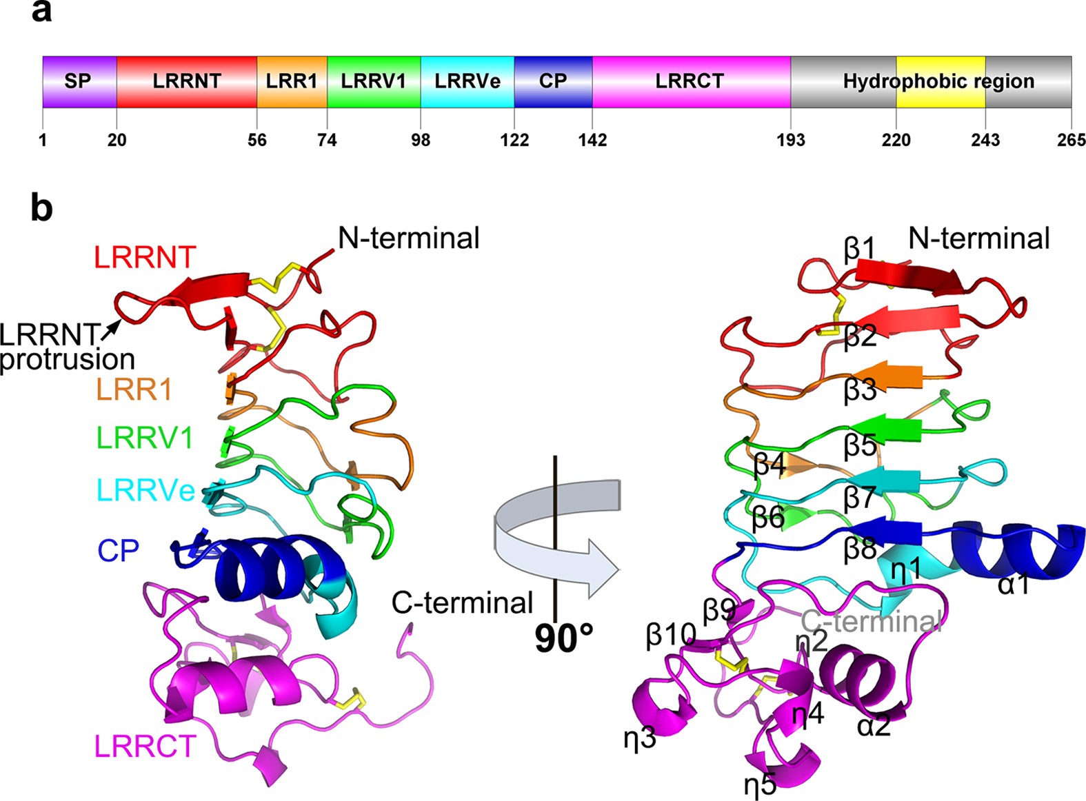 <p>primitive proteins that respond to infectious agents; found in Myxiniformes and Petromyzontiformes </p>