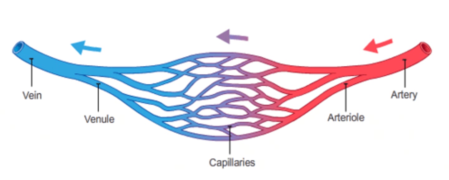 <p>Highest in the arteries</p><p>Arteries--&gt; away from heart</p><p>-before capillaries</p><p>Lowest in the veins</p><p>Veins --&gt; towards heart</p><p>-past capillaries</p>