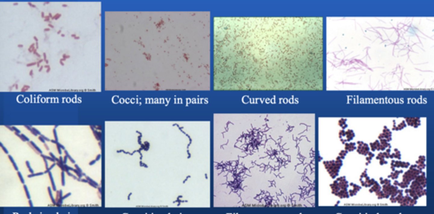 <p>Cocci</p><p>Rods</p>