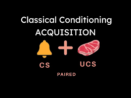 <p>the initial stage in classical conditioning when one links a neutral stimulus to an unconditioned stimulus so that the neutral stimulus begins triggering the conditioned stimulus. </p>