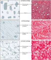 <ul><li><p>DESCRIPTION: tough form of cartilage, made of thick bundles of collagen fibers</p></li><li><p>FUNCTION: provides some compressibility and can absorb pressure</p></li><li><p>LOCATION: found within the intervertebral discs, the meniscus of the knee, and pubic symphysis</p></li></ul><p></p>
