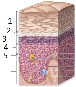 <p>Stratum Lucidum</p>
