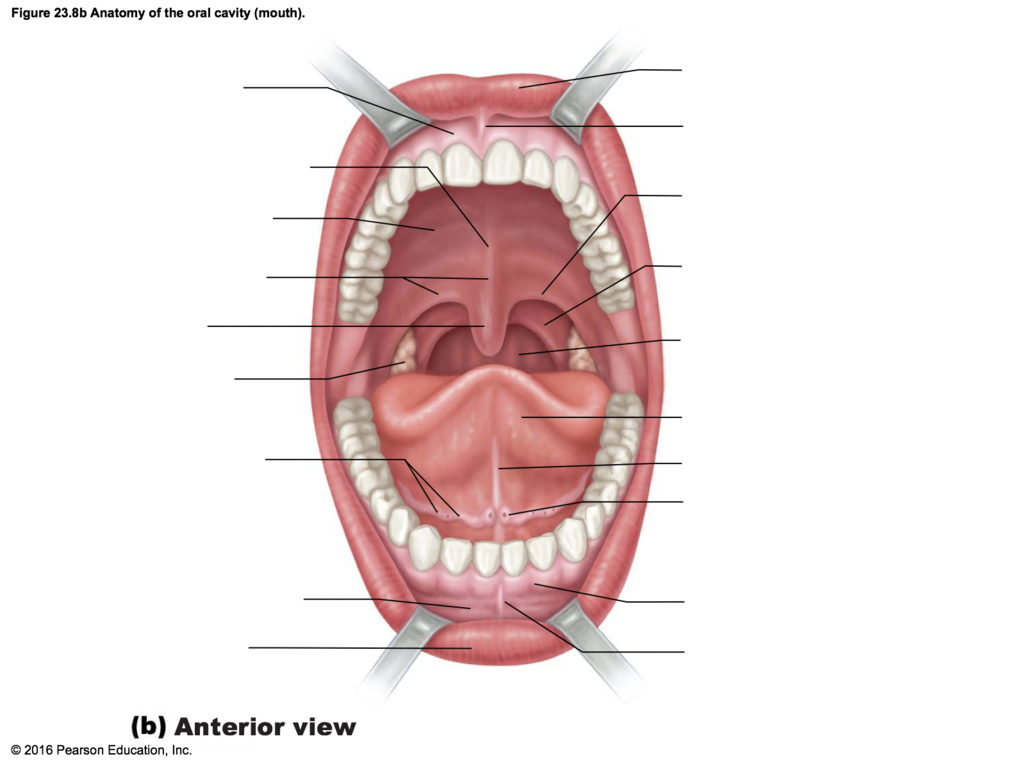 <p>the area of the mouth/oral cavity</p>