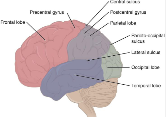 <ul><li><p>frontal lobe- separated from parietal lobe by central sulcus</p><ul><li><p>precentral gyrus- most posterior gyrus of the frontal lobe (anterior to central sulcus)</p></li><li><p>post central gyrus- most anterior gyrus of the parietal lobe</p></li></ul></li><li><p>Temporal lobe- lateral fissure separates frontal and temporal</p><ul><li><p>Insula/island of Reil- within this fissure is a mass of gray matter</p></li></ul></li><li><p>Parietal lobe- separated from the occipital lobe by the parietooccipital fissure</p></li></ul><p></p><p></p>