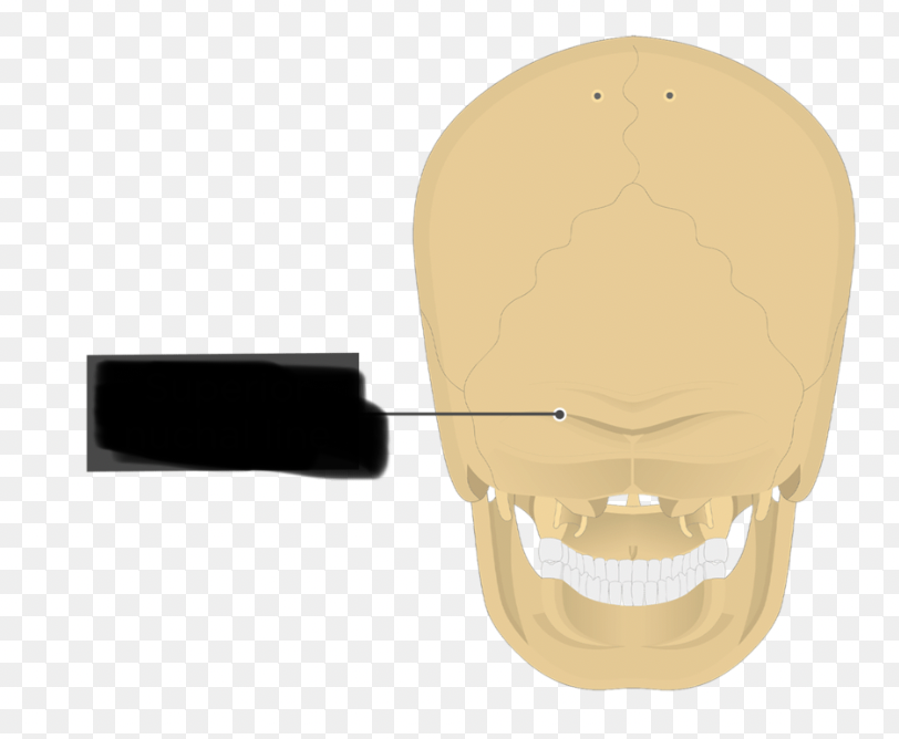 <p>inconspicuous ridge spanning laterally from the externaloccipital protuberance</p>