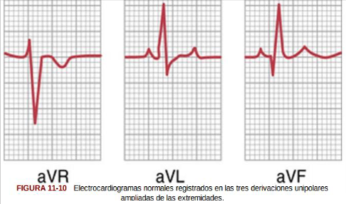 <p>aVR, aVL, y aVF.</p>