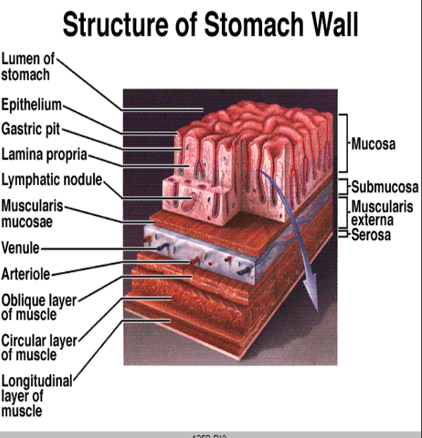<ol><li><p>serosa</p></li><li><p>muscularis externa</p></li><li><p>submucosa</p></li><li><p>mucosa</p></li></ol>