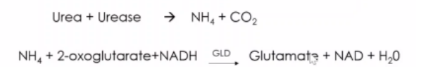 <ul><li><p>Method – <strong>UV Enzymatic Method</strong></p></li><li><p>In lab, we usually use <strong>reagents either GLD or Berthelot</strong> . If we use <strong>UV enzymatic method, colorless solution.</strong></p></li></ul>