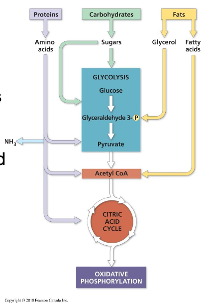 <ul><li><p>catabolic pathways funnel electrons from organic molecules into cellular respiration</p><ul><li><p>carbs accepted in glycolysis</p></li><li><p>proteins digested to amino acids; amino groups can feed glycolysis or citric acid cycle</p></li><li><p>fats digested to glycerol (used in glycolysis) and fatty acids are broken down to produce acetyl CoA</p></li></ul></li></ul><p></p>